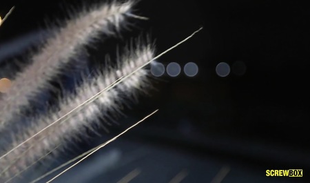 Parody of the movie Another world or fuck me werewolves